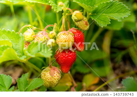 Strawberries beginning to change color Strawberries beginning to change color 143739743