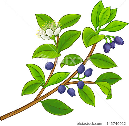 Myrtle Branch Colored Detailed Illustration Myrtle Branch Colored Detailed Illustration 143740012
