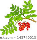 Mastic Tree Branch Colored Illustration 143740013