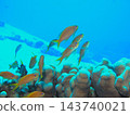 Underwater photos of a school of anthias, coral reefs, and the blue sea. 143740021