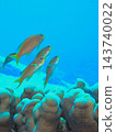 Underwater photos of a school of anthias, coral reefs, and the blue sea. 143740022