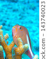 Spectacled hawkfish, coral, blue sea, and fish: Underwater photography 143740023