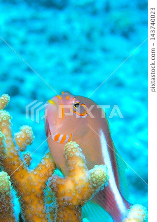 眼鏡鷹魚、珊瑚、藍色海洋和魚類：水下攝影 143740023