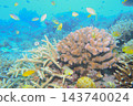 Coral, blue sea and fish - Underwater photography 143740024