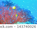 Butterflyfish hiding among sea fans (underwater photograph) 143740026