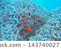 Clownfish living in coral reefs (underwater photograph) 143740027