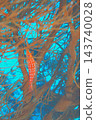 A longtail hawkfish hiding among sea fans (underwater photograph) 143740028