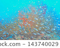 Blue sea and schools of fish around sea fans: Underwater photography 143740029