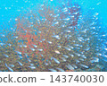 Blue sea and schools of fish around sea fans: Underwater photography 143740030