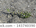 Large two-leaved mulberry that grows in sandy and gravelly areas 143740390