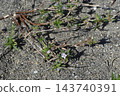 Large two-leaved mulberry that grows in sandy and gravelly areas 143740391