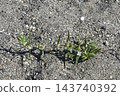 Large two-leaved mulberry that grows in sandy and gravelly areas 143740392