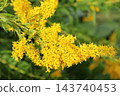 黃花 143740453