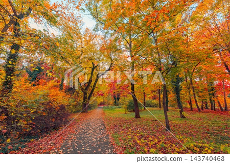 Serene vibrant autumn forest path golden red foliage fallen leaves tall trees crisp fall woodland light. Seasonal nature landscape print. Cozy fall wanderlust scenic 143740468