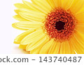  花材料 143740487
