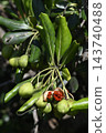 Dehisced Pittosporum fruit 143740488
