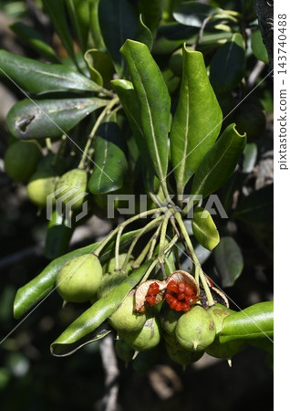 Dehisced Pittosporum fruit Dehisced Pittosporum fruit 143740488