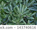 Leaves of the evergreen tree Pittosporum 143740616