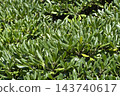 Leaves of the evergreen tree Pittosporum 143740617