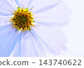  花材料 143740622