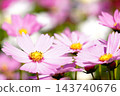  Cosmos field 143740676