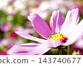  Cosmos field 143740677