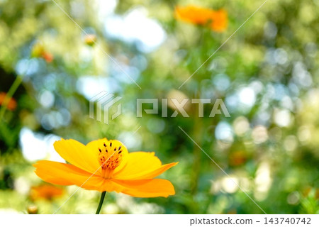  黃波斯菊 143740742