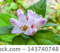 A Little Bit of Autumn ~Buckwheat Flowers~ 143740748
