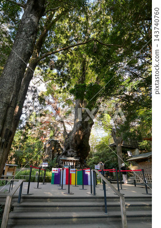 靜岡縣,冬季,熱海市,木之宮神社,神聖樟樹 靜岡縣,冬季,熱海市,木之宮神社,神聖樟樹 143740760