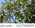 Acorns of the Japanese evergreen oak (Quercus phillyraeoides) 143740949