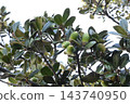 Acorns of the Japanese evergreen oak (Quercus phillyraeoides) 143740950