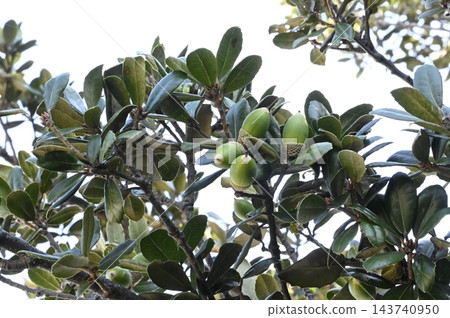Acorns of the Japanese evergreen oak (Quercus phillyraeoides) Acorns of the Japanese evergreen oak (Quercus phillyraeoides) 143740950