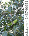 Acorns of the Japanese evergreen oak (Quercus phillyraeoides) 143740951