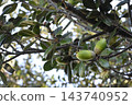 Acorns of the Japanese evergreen oak (Quercus phillyraeoides) 143740952