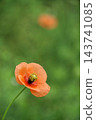 Orange long-headed poppy flowers in the meadows in April. 143741085
