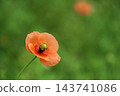 Orange long-headed poppy flowers in the meadows in April. 143741086
