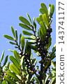 Fruit of Eurya japonica 143741177