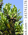 Fruit of Eurya japonica 143741178