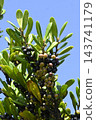 Fruit of Eurya japonica 143741179