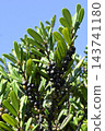 Fruit of Eurya japonica 143741180