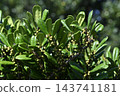 Fruit of Eurya japonica 143741181