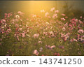 上關形公園的波斯菊花田正值盛花期，沐浴在溫暖的金色暮光中。 143741250