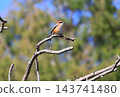 一隻伯勞鳥在鄉間嬉戲 143741480