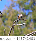 一隻伯勞鳥在鄉間嬉戲 143741481