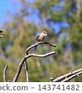 一隻伯勞鳥在鄉間嬉戲 143741482
