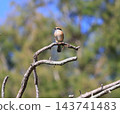一隻伯勞鳥在鄉間嬉戲 143741483
