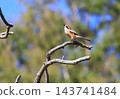 一隻伯勞鳥在鄉間嬉戲 143741484