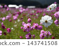 White cosmos blooming in the cosmos field White cosmos blooming in the cosmos field 143741508