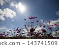 Cosmos illuminated by the sun Cosmos illuminated by the sun 143741509