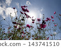 Cosmos cosmos shining in the autumn sky Cosmos cosmos shining in the autumn sky 143741510